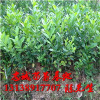 广西香水柠檬苗基地，广西香水柠檬苗，广西果苗 