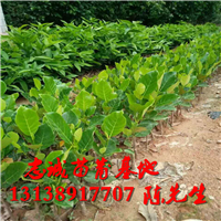 马来西亚一号菠萝蜜苗 