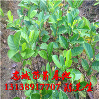 马来西亚一号菠萝蜜苗￥云南菠萝蜜苗 