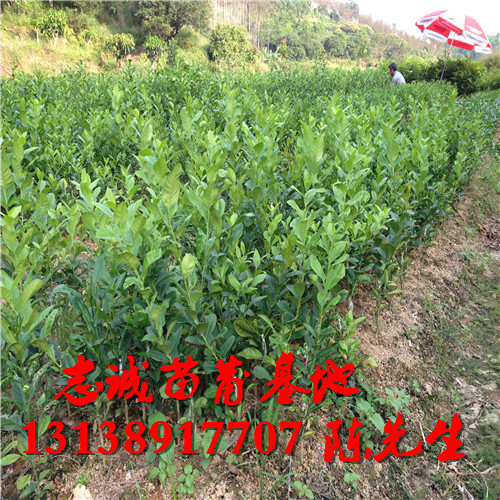 广东香水柠檬苗批发￥广东香水柠檬苗批发价格 