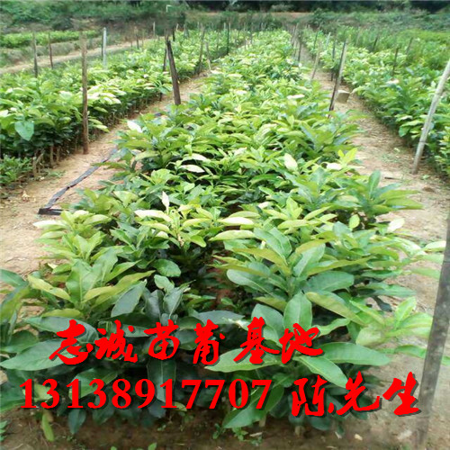 红心蜜柚苗基地专业种植：红心蜜柚苗 
