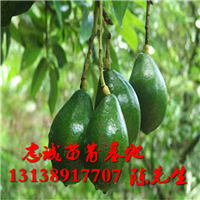 海南牛油果苗￥云南牛油果苗出售 