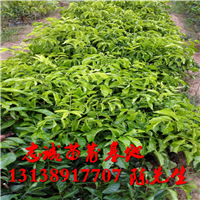 海南黄皮苗，海南无核黄皮苗，海南鸡心黄皮苗 
