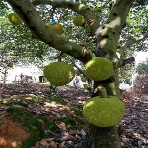 广东珍珠菠萝蜜苗