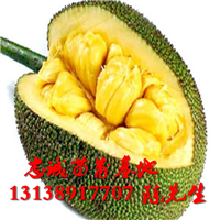 云南榴莲蜜苗报价 