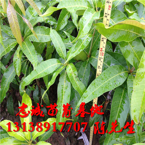 云南台农芒果苗，云南芒果苗，云南果苗