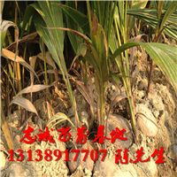 海南椰子苗价格，供应椰子苗，海南椰子苗