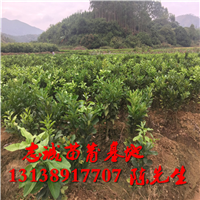 云南红心蜜柚苗报价￥云南红心蜜柚苗基地 