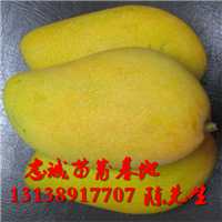 金煌芒果苗