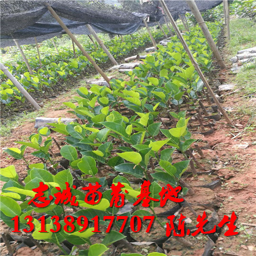 批发菠萝蜜苗，贵州菠萝蜜苗，贵州果苗