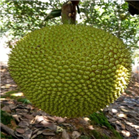 海南珍珠菠萝蜜苗