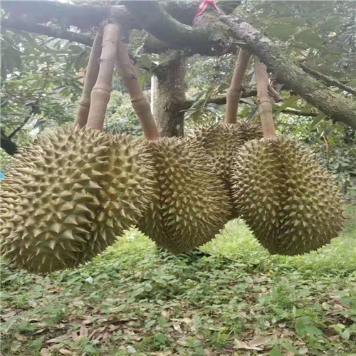 海南金枕榴莲苗