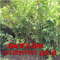 广西番石榴苗基地，大量批发番石榴苗
