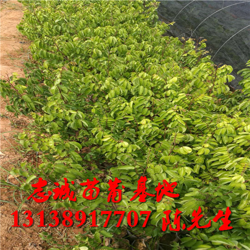 云南杨桃苗基地，云南杨桃苗，批发杨桃苗