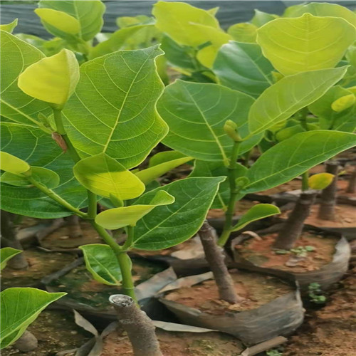 广东五号红肉菠萝蜜苗