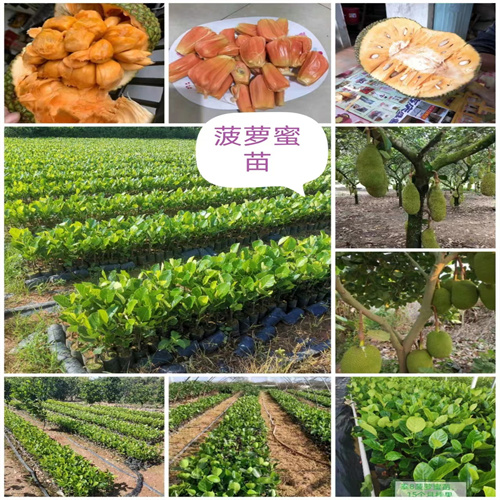 海南榴莲蜜苗在哪里进