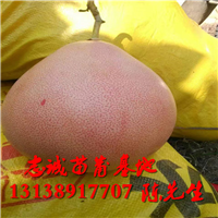 红心蜜柚苗|红心蜜柚苗批发价格 