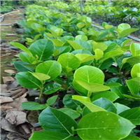 云南榴莲蜜苗厂家供应