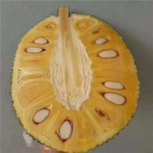 泰国八号菠萝蜜苗