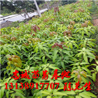 出售芒果苗#芒果苗品种有哪些？ 