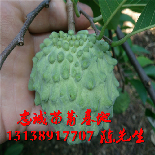 福建番荔枝苗价格，福建番荔枝苗，福建果苗