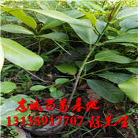 云南榴莲蜜苗价格￥云南榴莲蜜苗供应 
