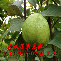 广东番石榴苗批发价格，广东水果苗