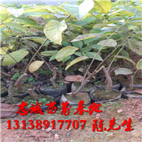 凤梨释迦苗介绍|云南凤梨释迦苗基地 