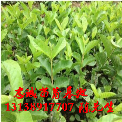 云南番石榴苗价格，云南出售番石榴苗