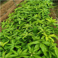 批发芒果苗a广西芒果苗