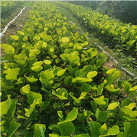 广西珍珠菠萝蜜苗