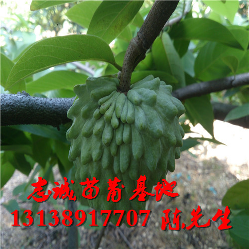 广东番荔枝苗基地，广东番荔枝苗，广东果苗