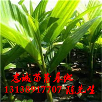 广西槟榔苗批发，广西槟榔苗，槟榔苗