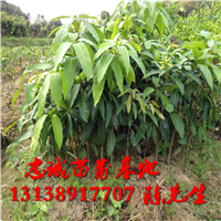 云南芒果苗批发多少?芒果苗报价 