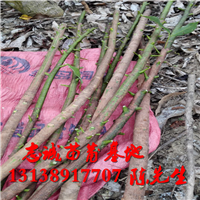 海口橡胶苗，海南橡胶苗，橡胶苗供应商