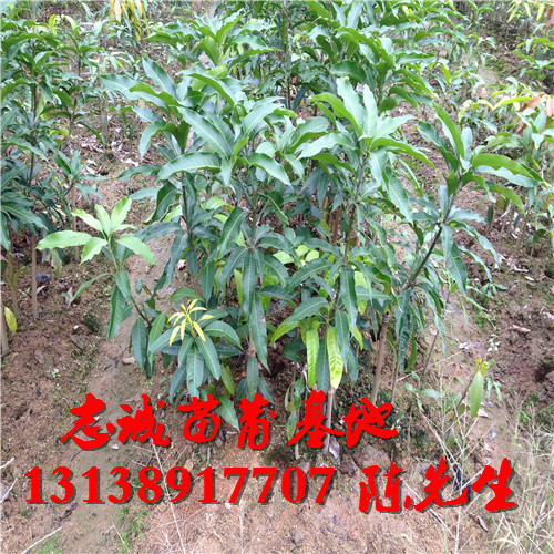 海南台农芒果苗，海南芒果苗，海南果苗