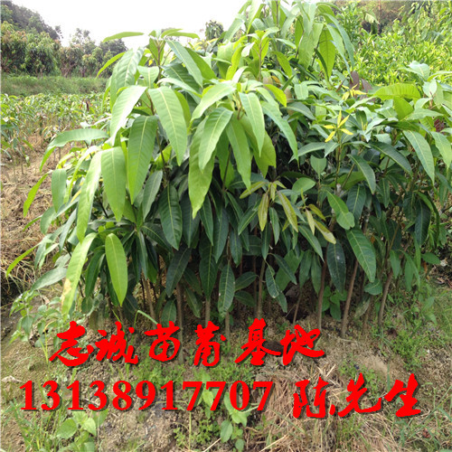 云南芒果苗批发多少?芒果苗报价 