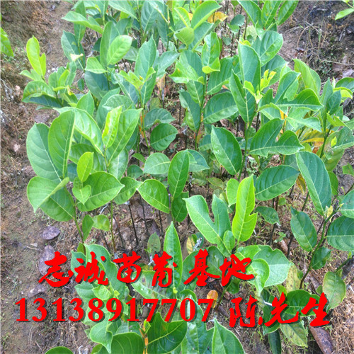 马来西亚一号菠萝蜜苗￥云南菠萝蜜苗 