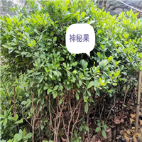 云南榴莲蜜苗批发出售