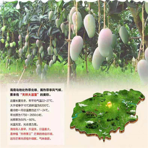 海南芒果苗批发