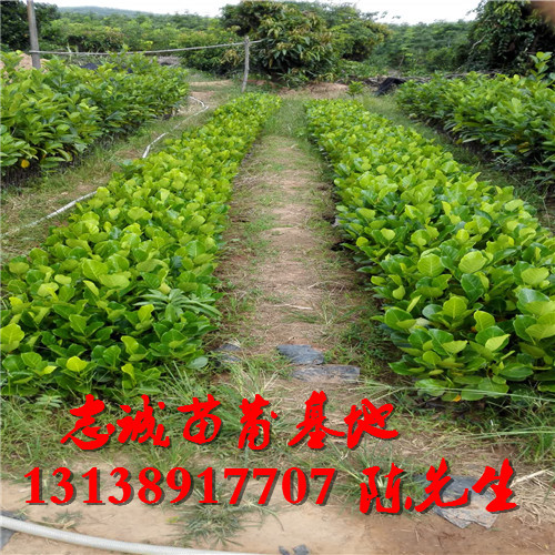 马来西亚1号菠萝蜜苗￥菠萝蜜苗报价 