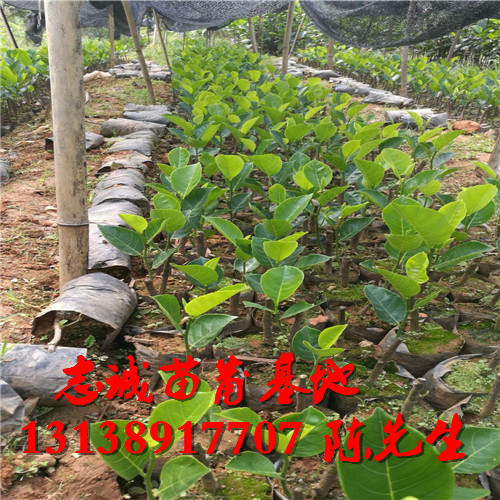 广西菠萝蜜苗价格，广西菠萝蜜苗基地