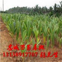 广西椰子苗基地，广西椰子苗，批发椰子苗