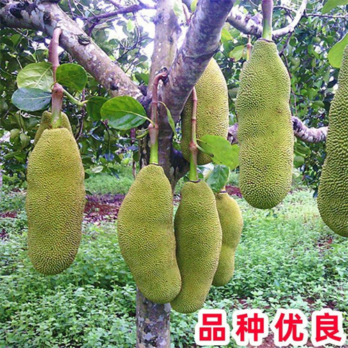 云南菠萝蜜苗