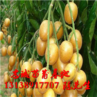 广东黄皮果苗价格，广东黄皮果苗基地