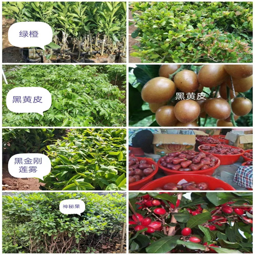 云南榴莲树木苗精品