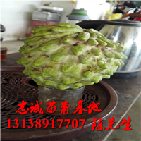 凤梨释迦苗批发|云南凤梨释迦苗 