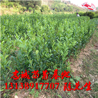 广东香水柠檬苗批发￥广东香水柠檬苗批发价格 