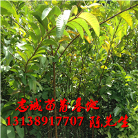 福建番石榴苗基地，福建番石榴苗价格