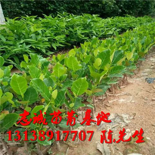 马来西亚一号菠萝蜜苗批发 